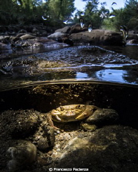 Tiny river's crab by Francesco Pacienza 